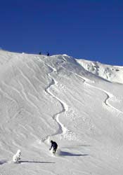 Surf dans la poudreuse...